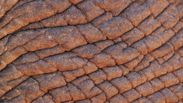 Elephant skin